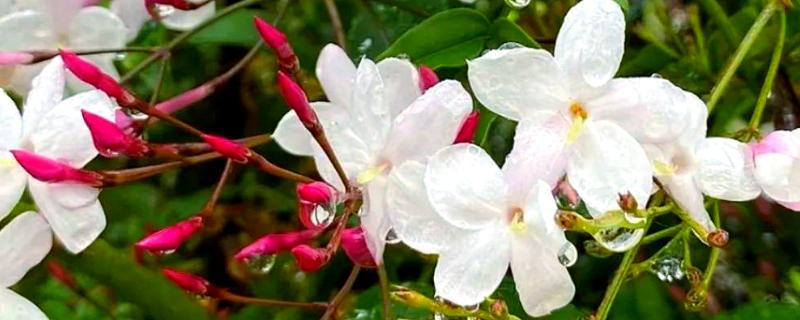素馨花有没有毒，素馨花无毒