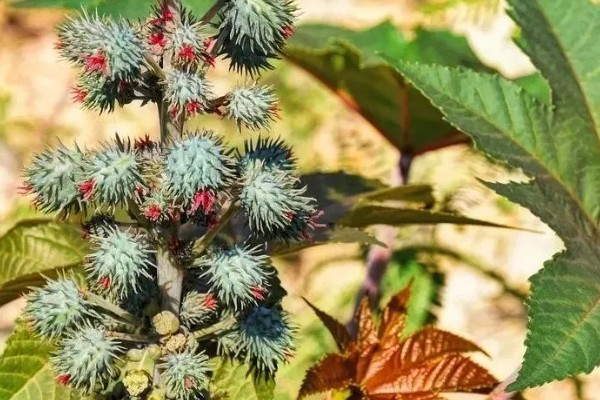 蓖麻的田间选种方法,在8月中下旬选种
