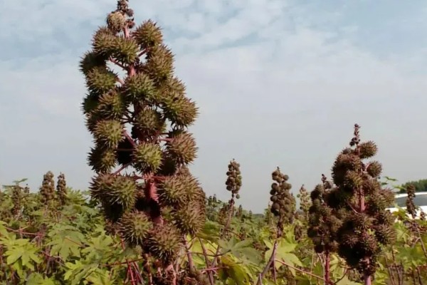 蓖麻的田间选种方法,在8月中下旬选种