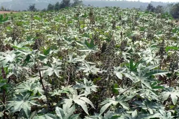 蓖麻的田间选种方法,在8月中下旬选种