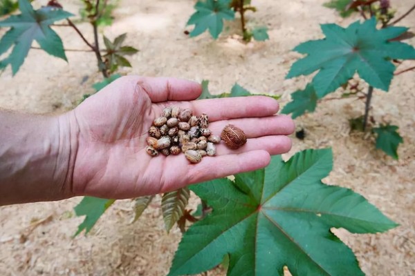 蓖麻的田间选种方法,在8月中下旬选种