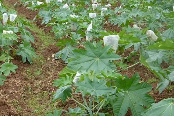 蓖麻的田间选种方法,在8月中下旬选种