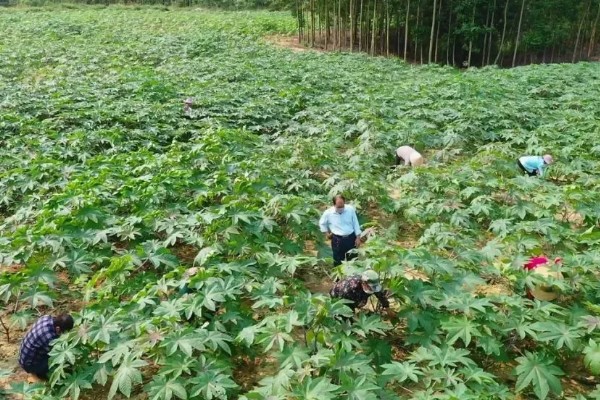 蓖麻的田间选种方法,在8月中下旬选种