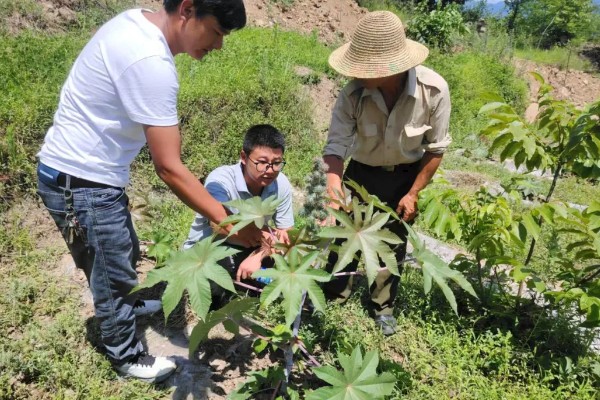 蓖麻的田间选种方法,在8月中下旬选种