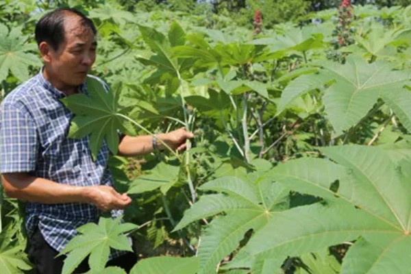 蓖麻的田间选种方法,在8月中下旬选种