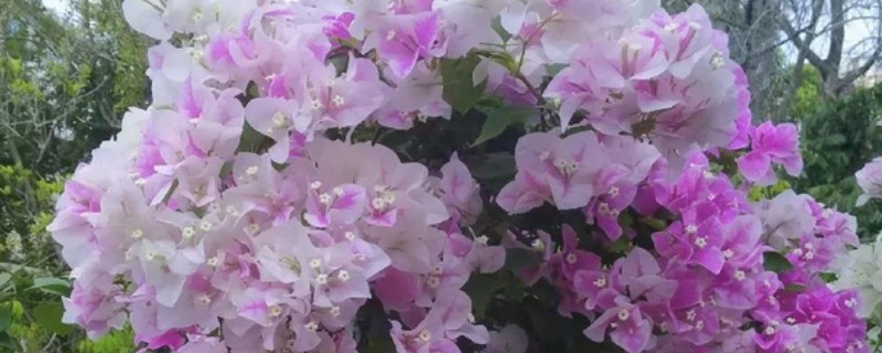 三角梅怕不怕高温暴晒，不怕高温暴晒