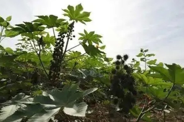 蓖麻的田间选种方法,在8月中下旬选种