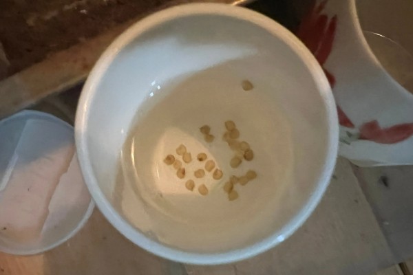 黑珍珠番茄的种植方法,播种前用50度的热书浸种