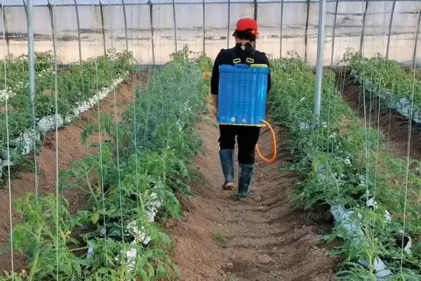 黑珍珠番茄的种植方法,播种前用50度的热书浸种
