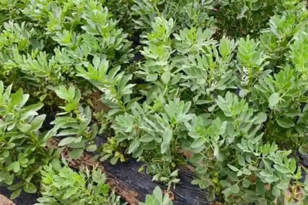 蚕豆卷叶病打哪种农药，可选择菌毒清
