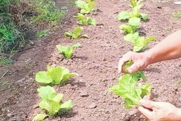 白菜的移栽技术要点,定植后一周做好查苗补苗工作