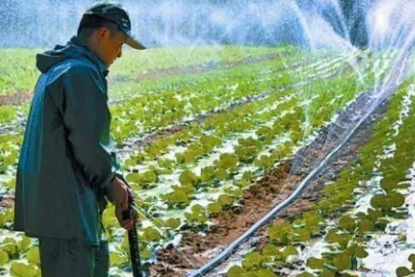 白菜的移栽技术要点,定植后一周做好查苗补苗工作