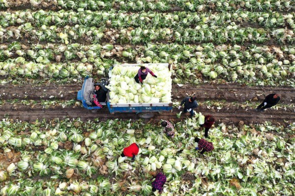 白菜的移栽技术要点,定植后一周做好查苗补苗工作