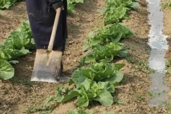 白菜的移栽技术要点,定植后一周做好查苗补苗工作