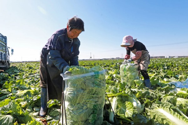 白菜的移栽技术要点,定植后一周做好查苗补苗工作