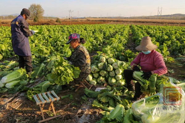 白菜的移栽技术要点,定植后一周做好查苗补苗工作