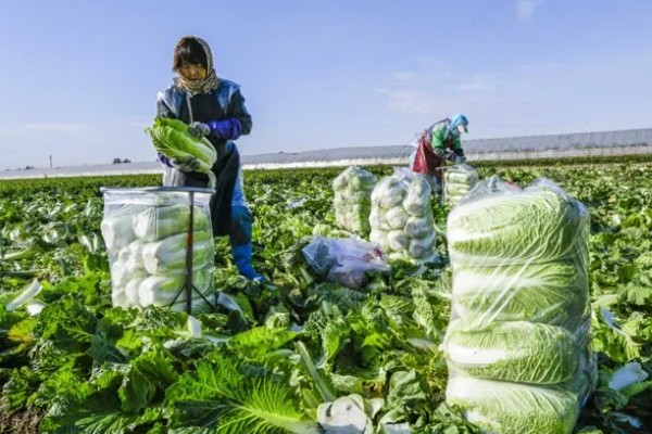 白菜的移栽技术要点,定植后一周做好查苗补苗工作