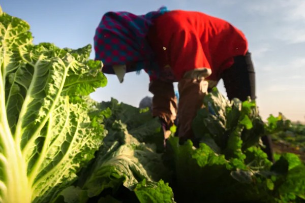 白菜的移栽技术要点,定植后一周做好查苗补苗工作