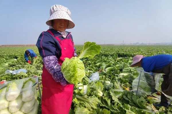 白菜的移栽技术要点,定植后一周做好查苗补苗工作