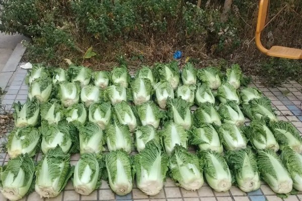 白菜的移栽技术要点,定植后一周做好查苗补苗工作