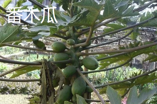 木瓜的常见品种，有番木瓜、毛叶木瓜等