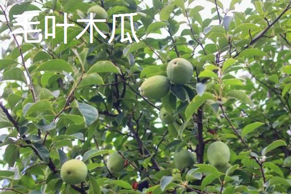木瓜的常见品种，有番木瓜、毛叶木瓜等