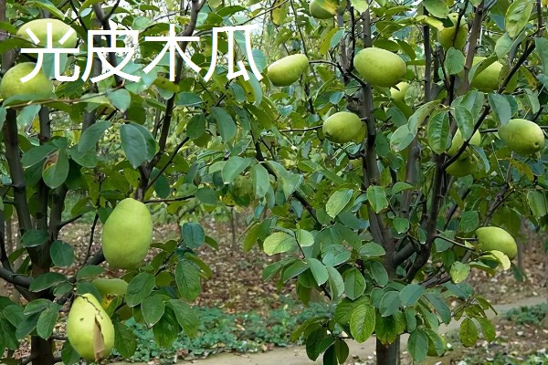 木瓜的常见品种，有番木瓜、毛叶木瓜等