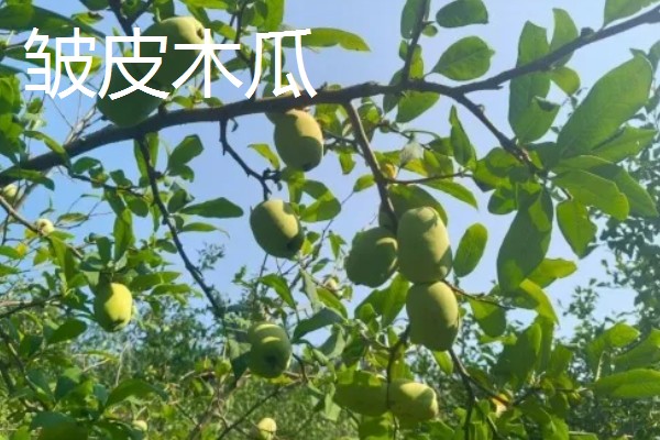木瓜的常见品种，有番木瓜、毛叶木瓜等