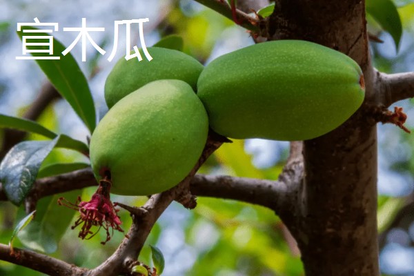 木瓜的常见品种，有番木瓜、毛叶木瓜等