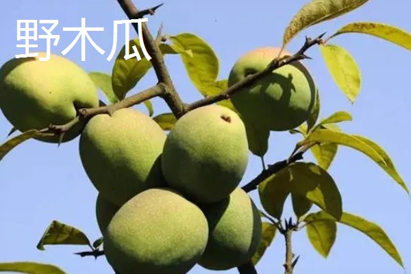 木瓜的常见品种，有番木瓜、毛叶木瓜等