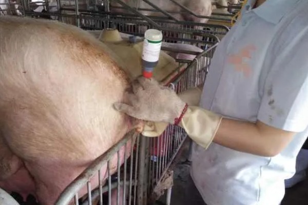 母猪太胖如何减肥，可以在饲料中加入氯化钙