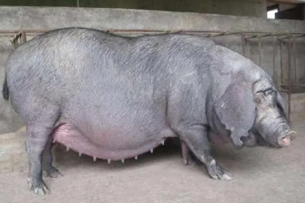 母猪太胖如何减肥，可以在饲料中加入氯化钙
