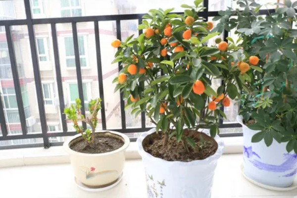 盆栽金桔好养吗,不太好养
