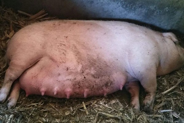 母猪太胖如何减肥，可以在饲料中加入氯化钙
