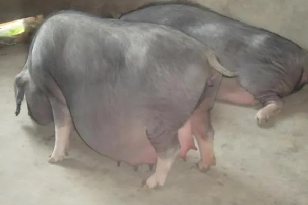 母猪太胖如何减肥，可以在饲料中加入氯化钙