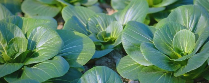 大棚蔬菜简易种植方法，将温度控制在18-25℃