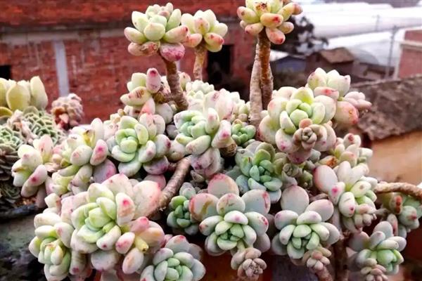 多肉老桩长气根如何处理，空气潮湿可以转移到通风干燥处