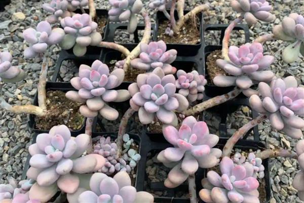 多肉老桩长气根如何处理，空气潮湿可以转移到通风干燥处