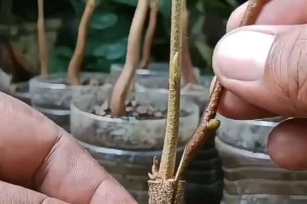 榴莲能不能播种,浸种3-4天再播种