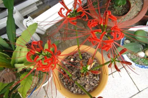 白色彼岸花的别名,别名是曼陀罗华