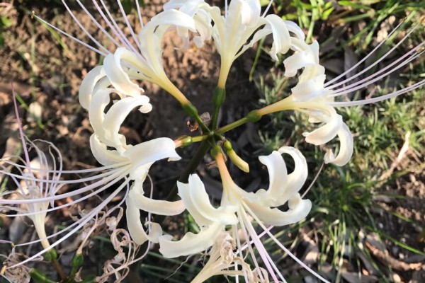 白色彼岸花的别名,别名是曼陀罗华