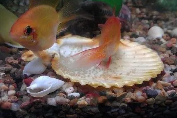 鱼的产卵时间,因品种而异