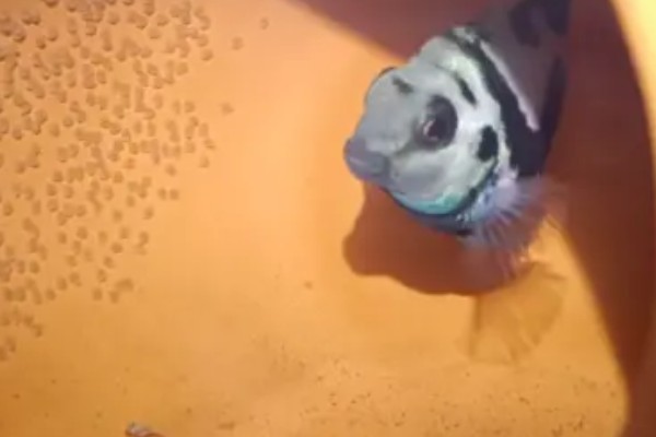 鱼的产卵时间,因品种而异