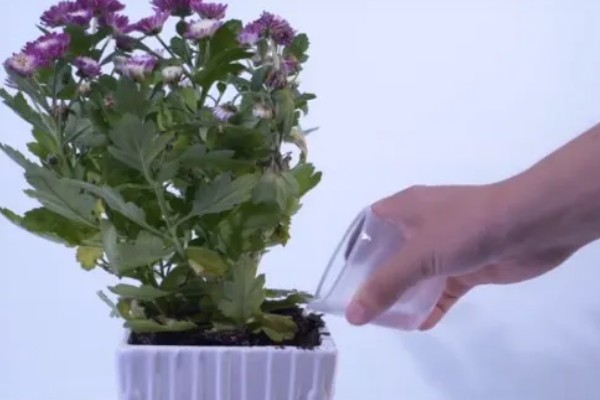 小雏菊的养殖方法，接受散射光有助于花芽发育