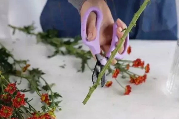 小雏菊的养殖方法，接受散射光有助于花芽发育
