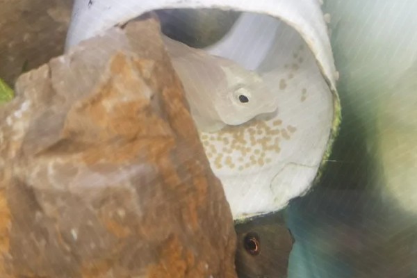 鱼的产卵时间,因品种而异