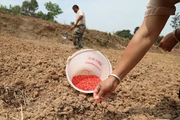 连成21号玉米种简介,夏播生育期100天左右