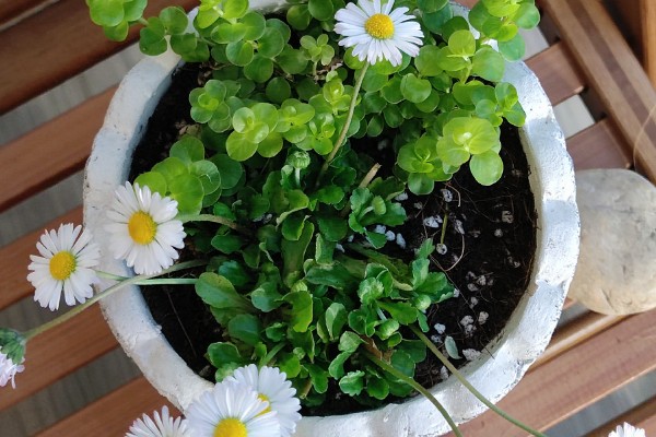 小雏菊的养殖方法，接受散射光有助于花芽发育