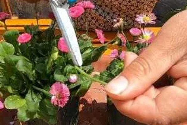 小雏菊的养殖方法，接受散射光有助于花芽发育