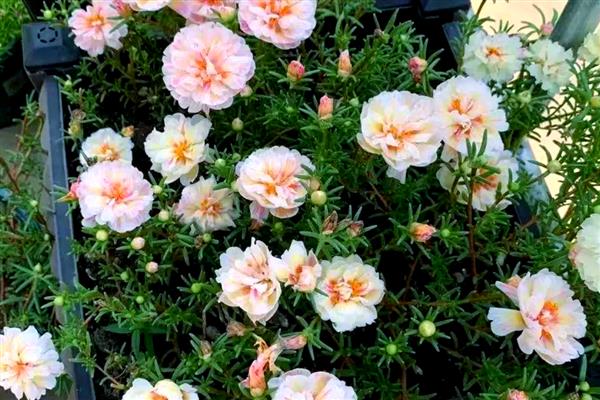 牛奶可以浇花吗，可以浇花但是不可直接浇